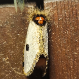 Epicoma melanospila at Verrierdale, QLD - 9 Apr 2023