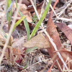 Scopula rubraria (Reddish Wave, Plantain Moth) at Dryandra St Woodland - 12 Feb 2023 by ConBoekel