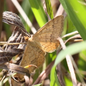 Scopula rubraria at O'Connor, ACT - 12 Feb 2023