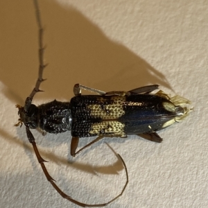 Phoracantha semipunctata at Holder, ACT - suppressed