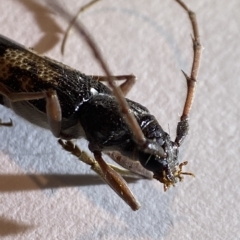 Phoracantha semipunctata at Holder, ACT - suppressed