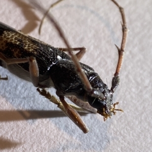 Phoracantha semipunctata at Holder, ACT - suppressed