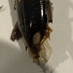 Phoracantha semipunctata at Holder, ACT - suppressed