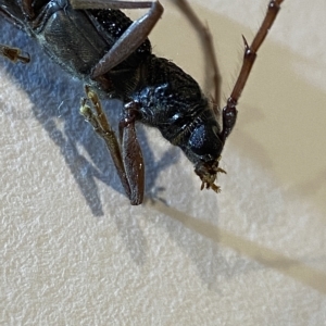 Phoracantha semipunctata at Holder, ACT - suppressed