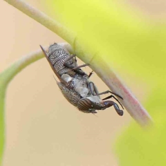 Stomorhina subapicalis (A snout fly) at O'Connor, ACT - 12 Feb 2023 by ConBoekel