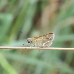 Taractrocera papyria (White-banded Grass-dart) at Dryandra St Woodland - 12 Feb 2023 by ConBoekel