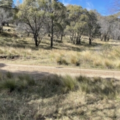 Varanus rosenbergi (Heath or Rosenberg's Monitor) at Mount Clear, ACT - 9 Apr 2023 by Lejameson