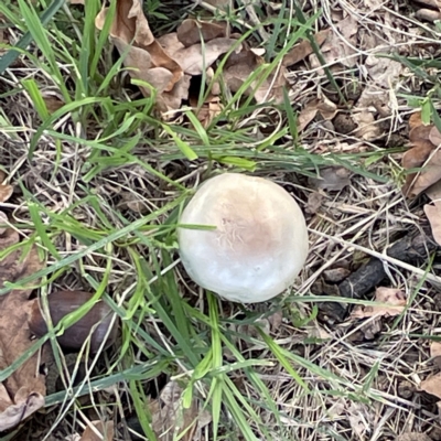 Agaricus 'xanthodermus group' at Canberra, ACT - 9 Apr 2023 by Hejor1