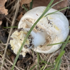 Agaricus 'xanthodermus group' at Canberra, ACT - 9 Apr 2023