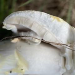 Agaricus 'xanthodermus group' at Canberra, ACT - 9 Apr 2023