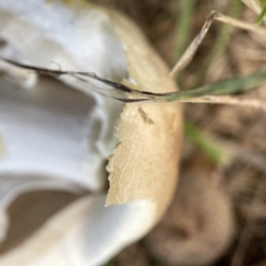 Agaricus 'xanthodermus group' at Canberra, ACT - 9 Apr 2023