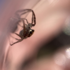 Opisthoncus sp. (genus) (Unidentified Opisthoncus jumping spider) at Canberra, ACT - 9 Apr 2023 by Hejor1