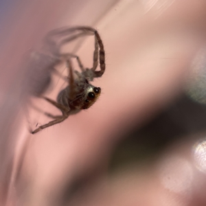 Opisthoncus sp. (genus) at Canberra, ACT - 9 Apr 2023