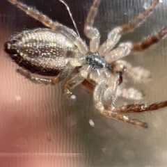 Opisthoncus sp. (genus) at Canberra, ACT - 9 Apr 2023