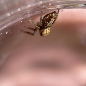 Opisthoncus sp. (genus) at Canberra, ACT - 9 Apr 2023