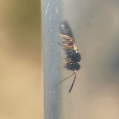 Apocrita (suborder) at Canberra, ACT - 9 Apr 2023