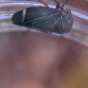 Eurymeloides lineata at Canberra, ACT - 9 Apr 2023