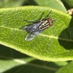 Sarcophagidae (family) (Unidentified flesh fly) at Canberra, ACT - 9 Apr 2023 by Hejor1