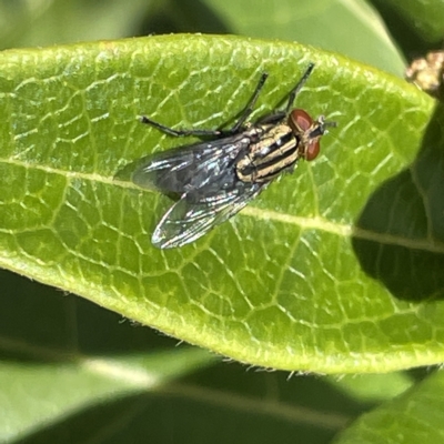 SARCOPHAGIDAE (family) (Flesh fly) at Canberra, ACT - 9 Apr 2023 by Hejor1