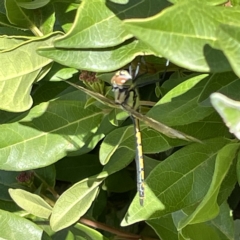 Hemicordulia tau (Tau Emerald) at Canberra, ACT - 9 Apr 2023 by Hejor1