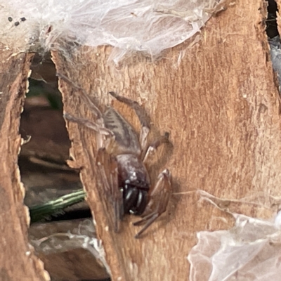 Clubiona sp. (genus) (Unidentified Stout Sac Spider) at City Renewal Authority Area - 9 Apr 2023 by Hejor1