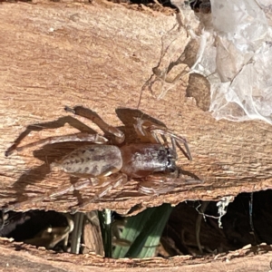 Clubiona sp. (genus) at Acton, ACT - 9 Apr 2023