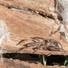 Clubiona sp. (genus) at Acton, ACT - 9 Apr 2023