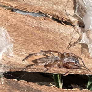 Clubiona sp. (genus) at Acton, ACT - 9 Apr 2023