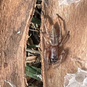 Clubiona sp. (genus) at Acton, ACT - 9 Apr 2023