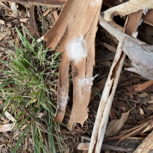 Clubiona sp. (genus) at Acton, ACT - 9 Apr 2023