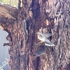 Manorina melanocephala at Canberra, ACT - 9 Apr 2023