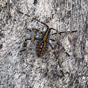 Amorbus sp. (genus) at Canberra, ACT - 9 Apr 2023