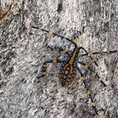 Amorbus sp. (genus) at Canberra, ACT - 9 Apr 2023