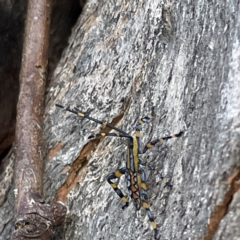 Amorbus sp. (genus) at Canberra, ACT - 9 Apr 2023