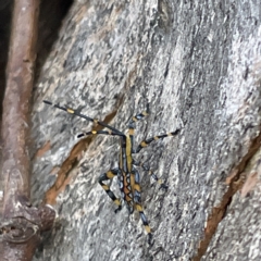 Amorbus sp. (genus) at Canberra, ACT - 9 Apr 2023