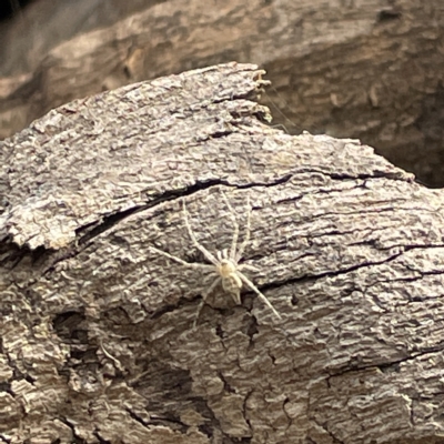 Tamopsis sp. (genus) (Two-tailed spider) at Mount Ainslie to Black Mountain - 9 Apr 2023 by Hejor1