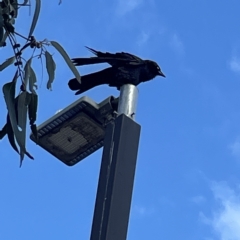 Corvus coronoides (Australian Raven) at Mount Ainslie to Black Mountain - 9 Apr 2023 by Hejor1