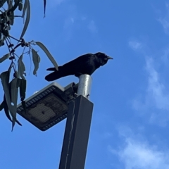 Corvus coronoides at Acton, ACT - 9 Apr 2023