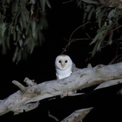 Tyto alba (Barn Owl) at Coree, ACT - 9 Apr 2023 by BenW