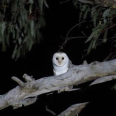 Tyto alba (Barn Owl) at Ginninderry Conservation Corridor - 9 Apr 2023 by BenW