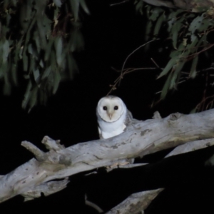 Tyto alba at Coree, ACT - 9 Apr 2023