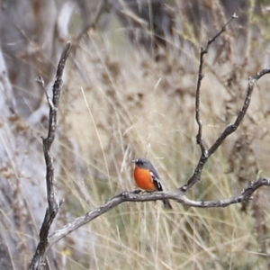 Petroica phoenicea at Mount Clear, ACT - 9 Apr 2023