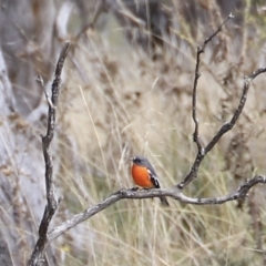 Petroica phoenicea (Flame Robin) at Mount Clear, ACT - 9 Apr 2023 by JimL