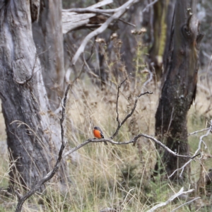 Petroica phoenicea at Mount Clear, ACT - 9 Apr 2023