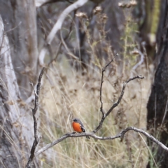 Petroica phoenicea at Mount Clear, ACT - 9 Apr 2023