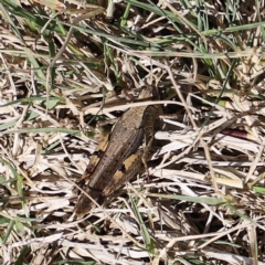 Unidentified Grasshopper (several families) at Mount Clear, ACT - 9 Apr 2023 by JimL