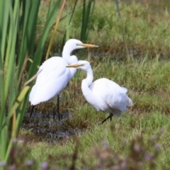 Ardea alba (Great Egret) at Jerrabomberra Wetlands - 9 Apr 2023 by RodDeb