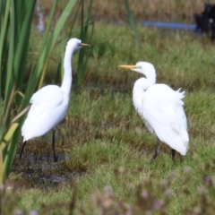 Ardea alba at Fyshwick, ACT - 9 Apr 2023 10:30 AM