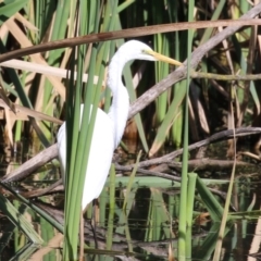 Ardea alba at Fyshwick, ACT - 9 Apr 2023