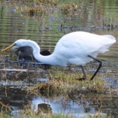 Ardea alba at Fyshwick, ACT - 9 Apr 2023 10:30 AM